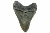 Fossil Megalodon Tooth - South Carolina #250979-1